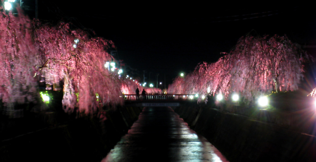 桜橋