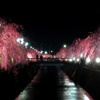桜橋