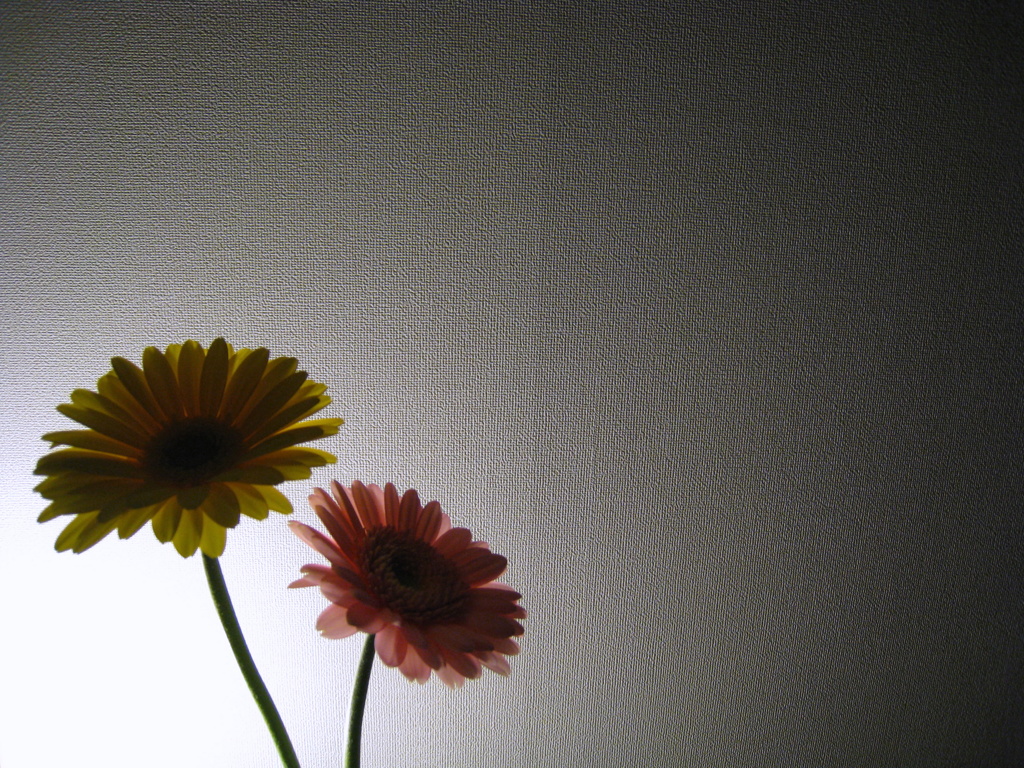壁紙と花