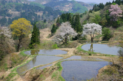 棚田の春