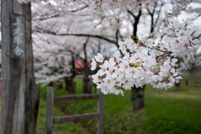 sakura in koiwai farm