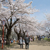 桜in岩手公園