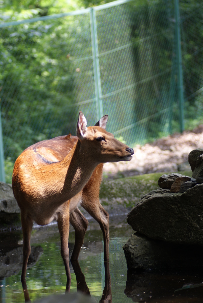 宝登山小動物公園の鹿