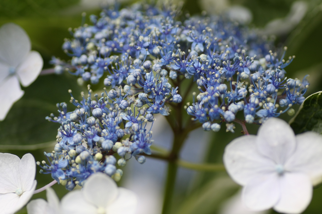 家の周りの花