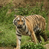 多摩動物公園のトラ