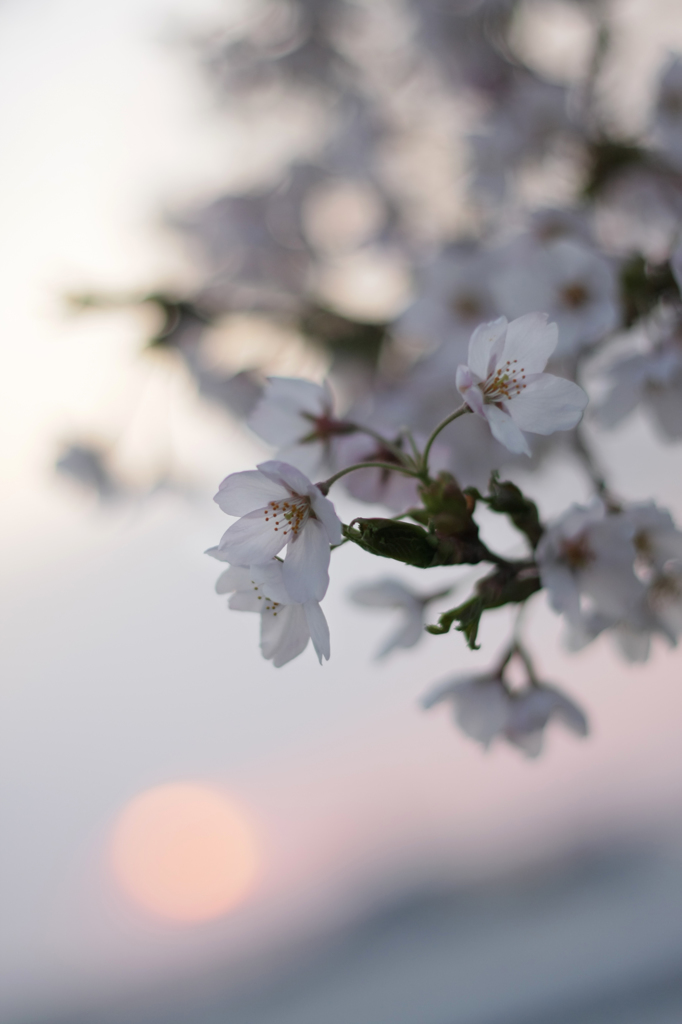 今朝の桜