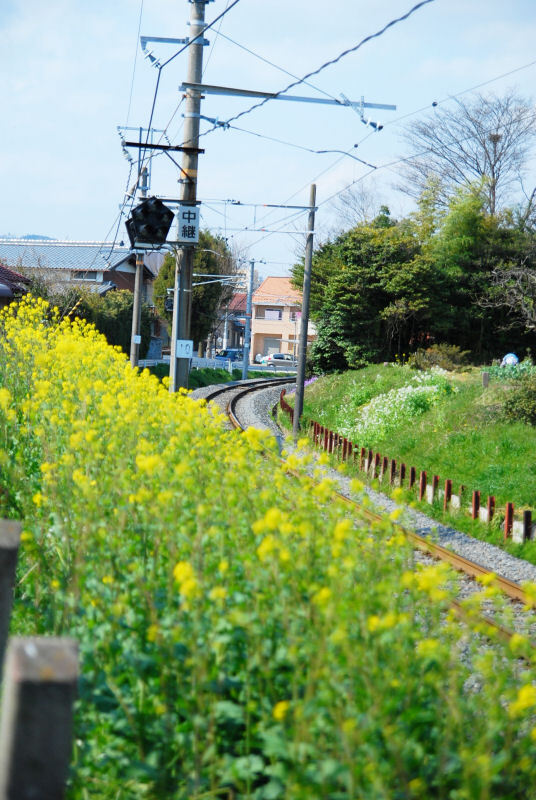 菜の花咲きました。