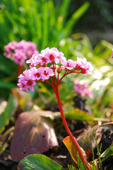 この花なんて花？