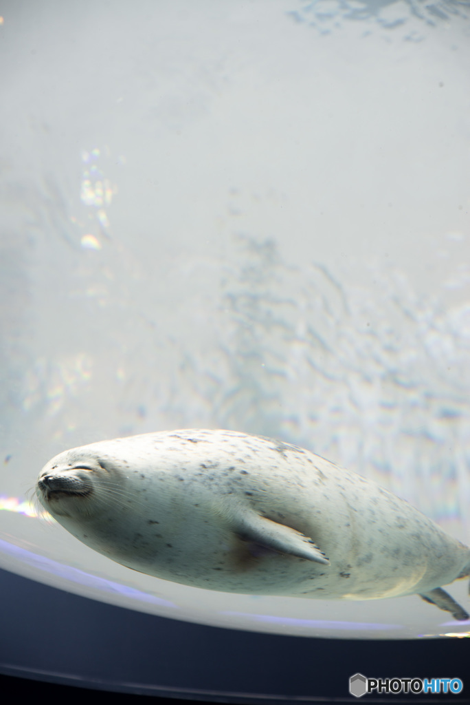 海遊館④