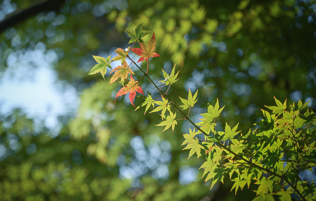 紅葉のはじまり方