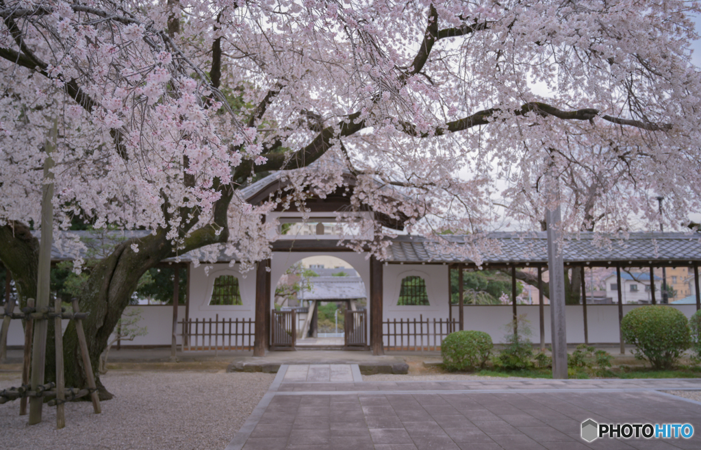 桜の大木。