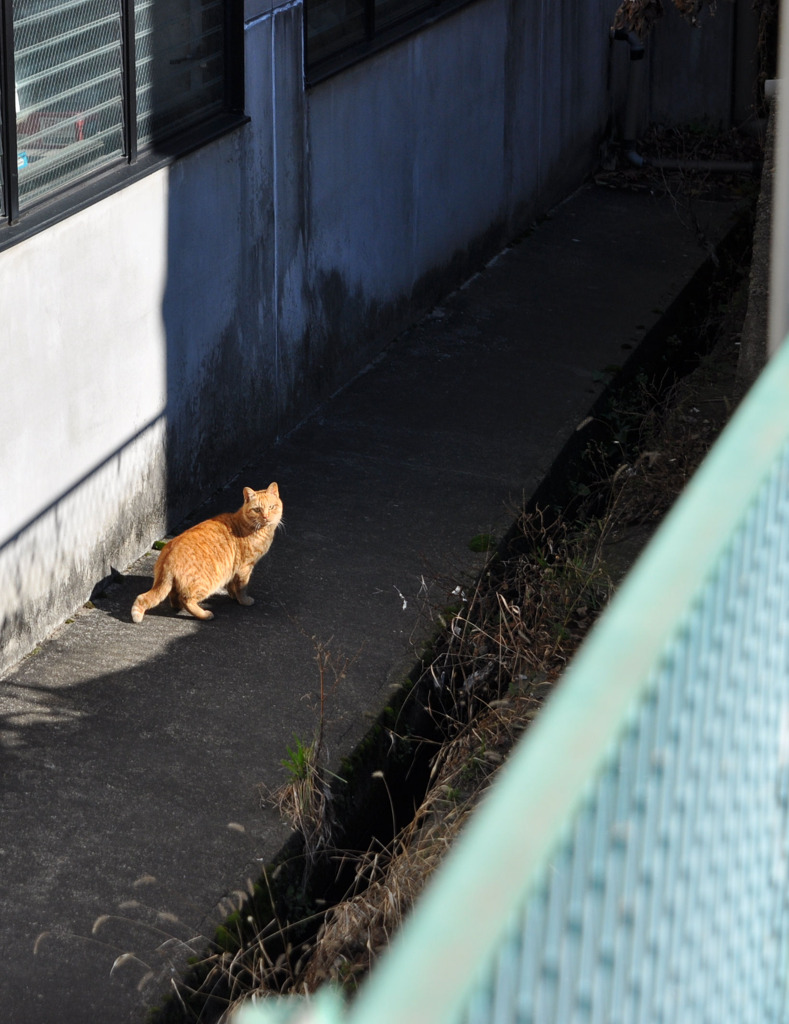 望遠欲しくなる距離感。