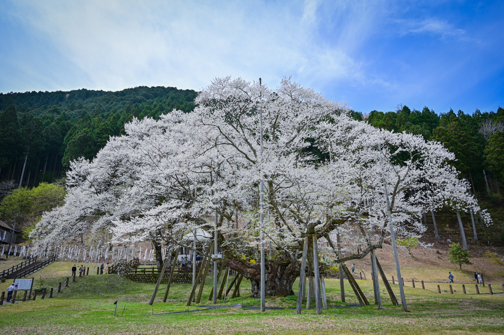 薄墨桜。