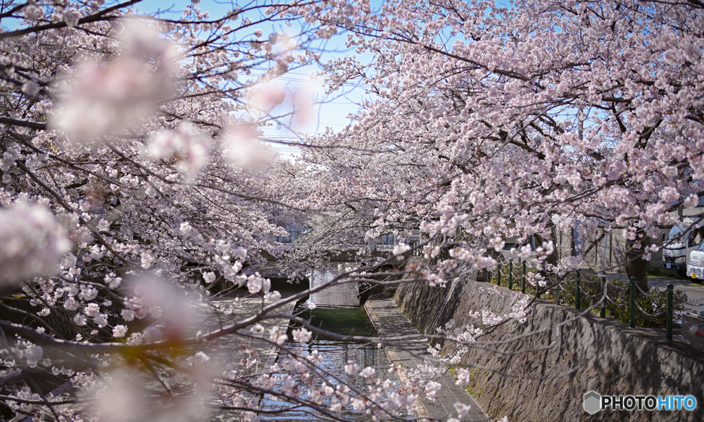 今年の桜はいつもと違う。
