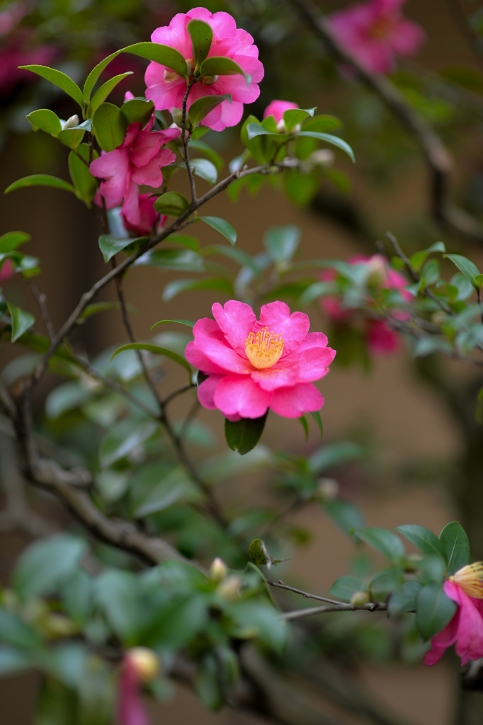 赤系の花って難しいです。