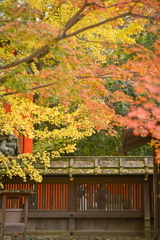 鳥居と銀杏