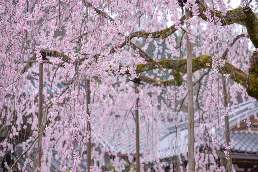 立派なしだれ桜でした。