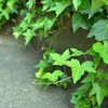先っちょの葉っぱ。