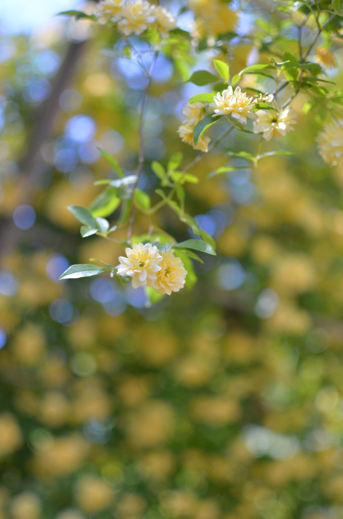 これも薔薇でした＾＾