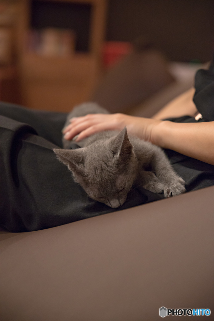 猫カフェ②