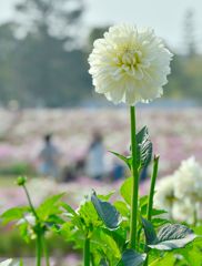 花火のように。