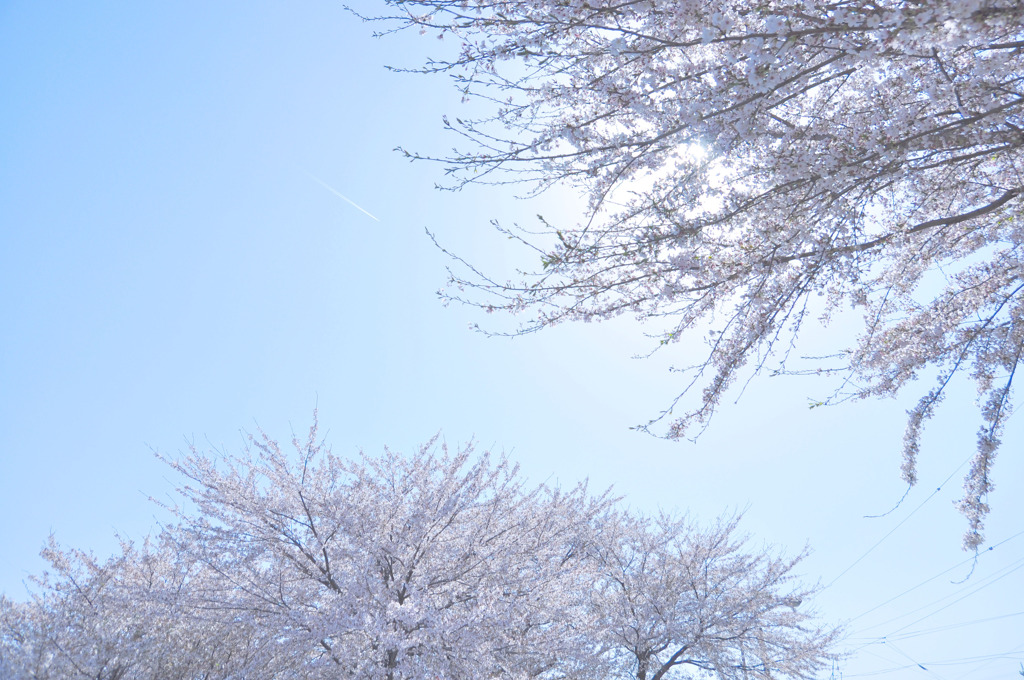 遅い花見。