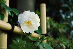 hana-1