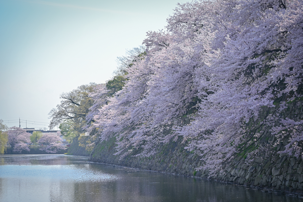 桜求めて滋賀の旅。