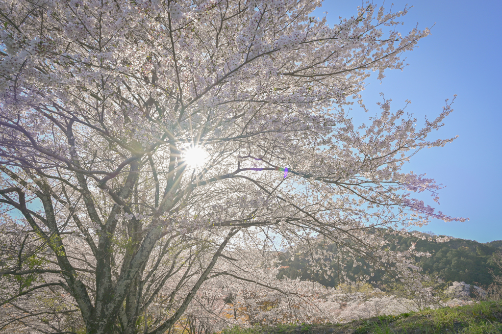 kamagatani 