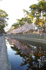 夙川の桜