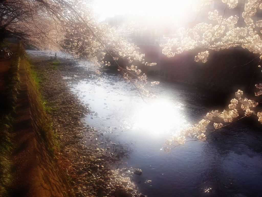 夕桜