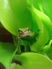 かえる