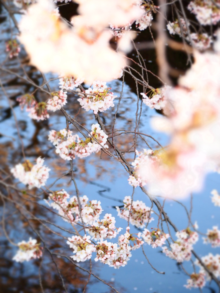 sakura2012 Vol.6