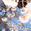 sakura2012 Vol.6