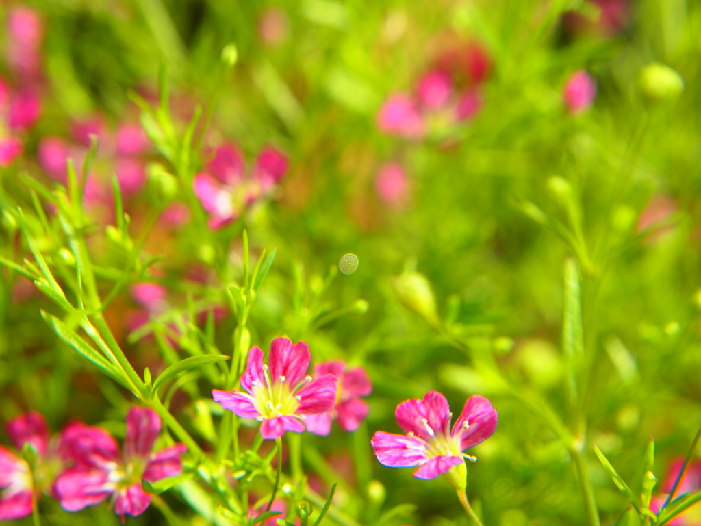 garden-poppink