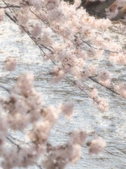 sakura2012 Vol.2