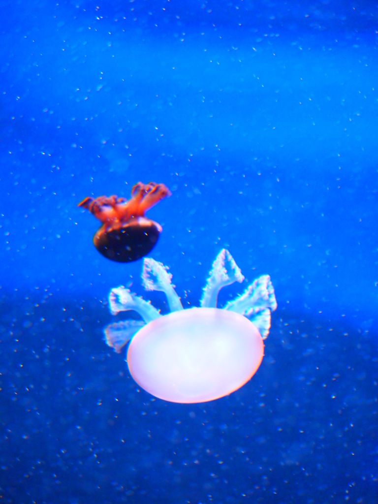 水族館デート♪