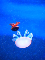 水族館デート♪