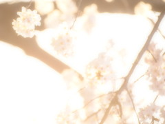 sakura2012 Vol.4