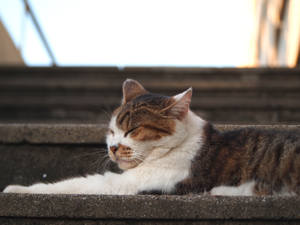 夕暮れのミミ