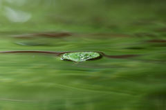 水面の風景