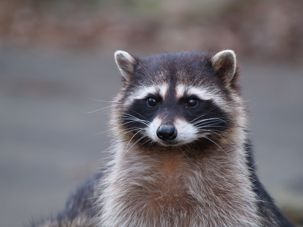 アライグマさん