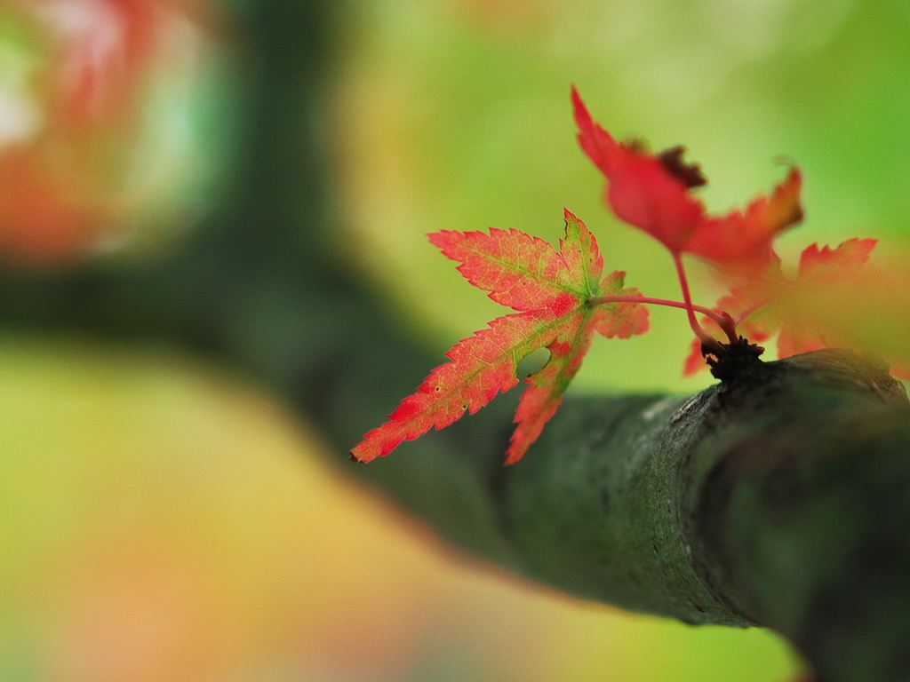 紅葉も終わり・・