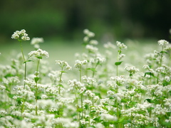 蕎麦の花