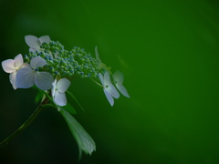 額紫陽花
