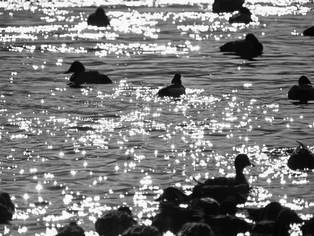 朝の白鳥湖
