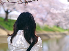 お花見