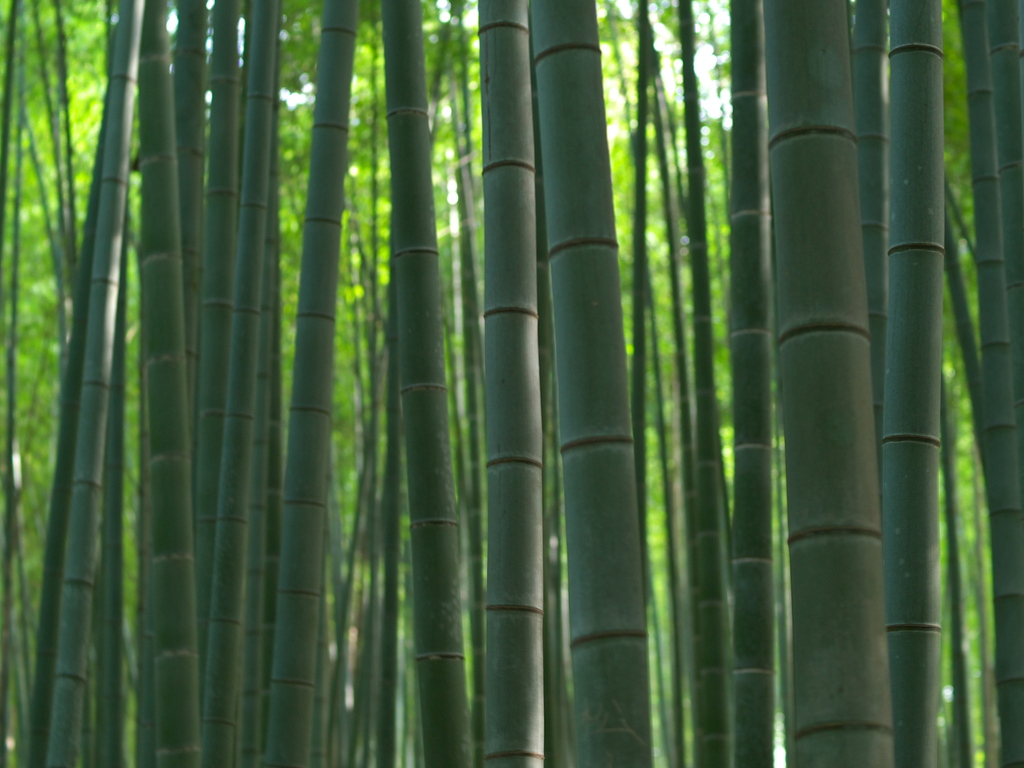 竹林