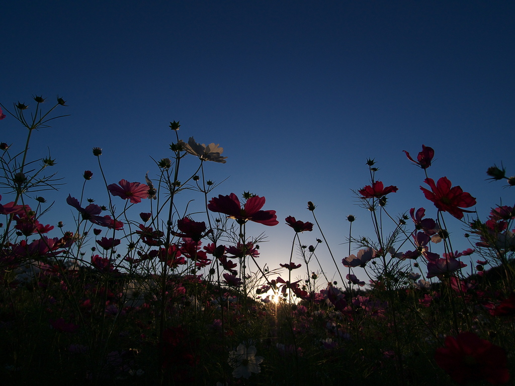 夕映えコスモス