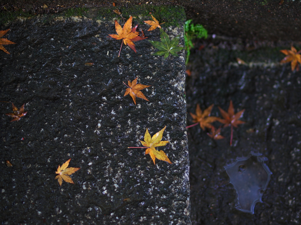 雨上がりの石段